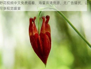 野花视频中文免费观看，海量高清资源，无广告骚扰，让你尽享视觉盛宴