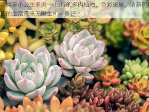 皇家共享小公主多肉——独特的多肉植物，色彩斑斓，清新可爱，给您的生活带来无限生机与美好