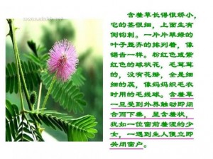 含羞草永久免费观看,含羞草永久免费观看，无需注册，没有广告，畅享精彩内容