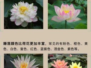 阴部纹一朵莲花—为什么要在阴部纹一朵莲花？这是个人选择吗？