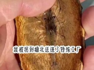 肉莲 什么是肉莲？它真的存在吗？