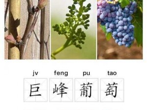 两个巨峰越揉越软【巨峰葡萄怎么变软？可以用手轻轻揉捏】