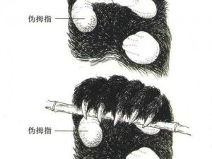 大熊猫神秘第六指：伪拇指的秘密探索之旅