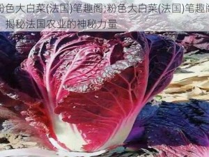 粉色大白菜(法国)笔趣阁;粉色大白菜(法国)笔趣阁：揭秘法国农业的神秘力量