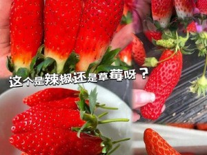 草莓榴莲向日葵秋葵大全 如何在美食中找到草莓、榴莲、向日葵和秋葵的大全？