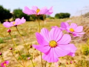 野花社区视频在线;野花社区视频在线：尽享精彩影视资源