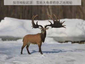 探寻神秘起源：雪地大角鹿栖息之地揭秘