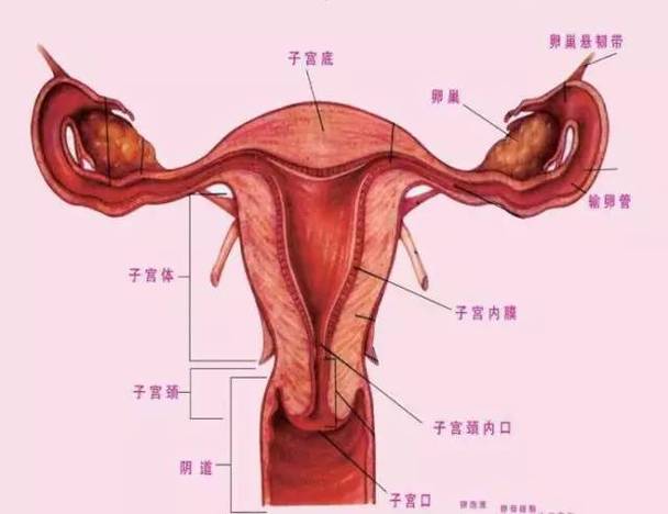 女性身体内部图——深入了解女性生殖系统的奥秘