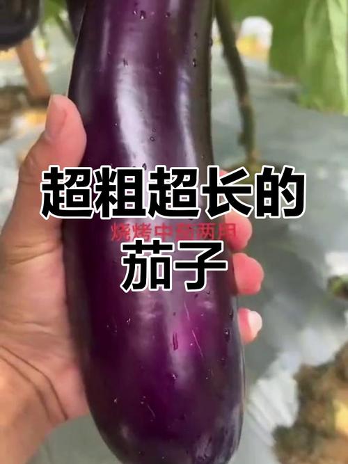 嗯～啊～轻一点茄子视频：品质生活的必备之选