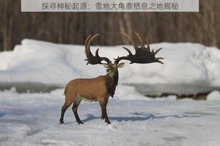 探寻神秘起源：雪地大角鹿栖息之地揭秘