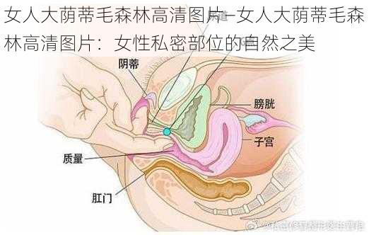 女人大荫蒂毛森林高清图片—女人大荫蒂毛森林高清图片：女性私密部位的自然之美