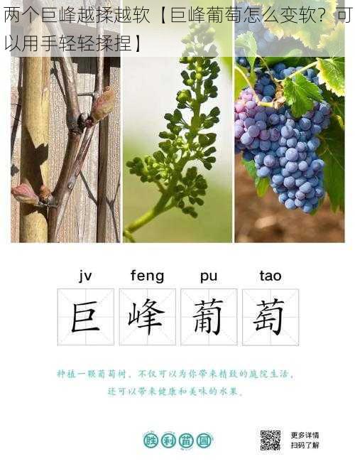 两个巨峰越揉越软【巨峰葡萄怎么变软？可以用手轻轻揉捏】