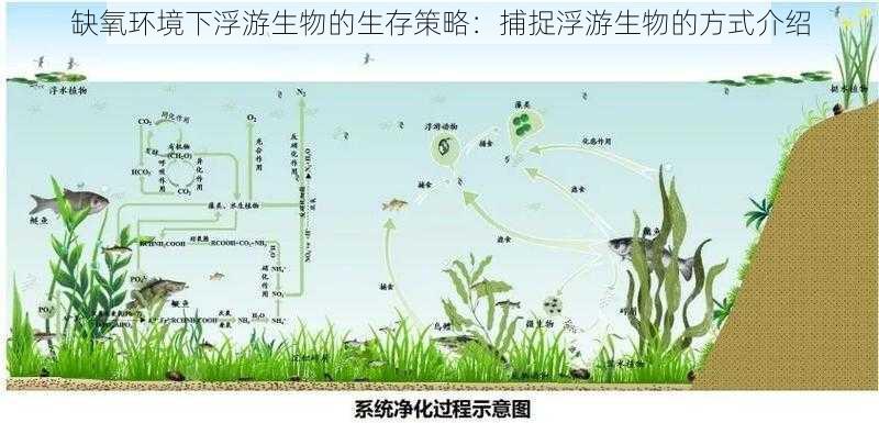 缺氧环境下浮游生物的生存策略：捕捉浮游生物的方式介绍