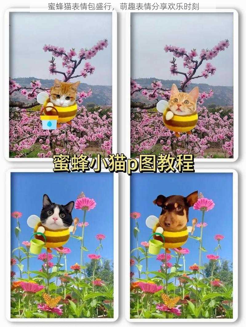 蜜蜂猫表情包盛行，萌趣表情分享欢乐时刻