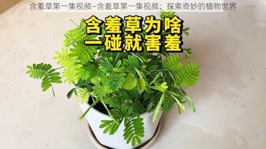 含羞草第一集视频—含羞草第一集视频：探索奇妙的植物世界