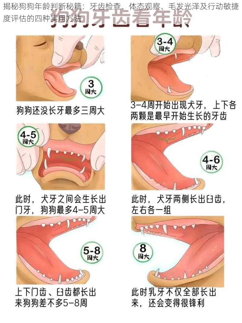 揭秘狗狗年龄判断秘籍：牙齿检查、体态观察、毛发光泽及行动敏捷度评估的四种实用方法