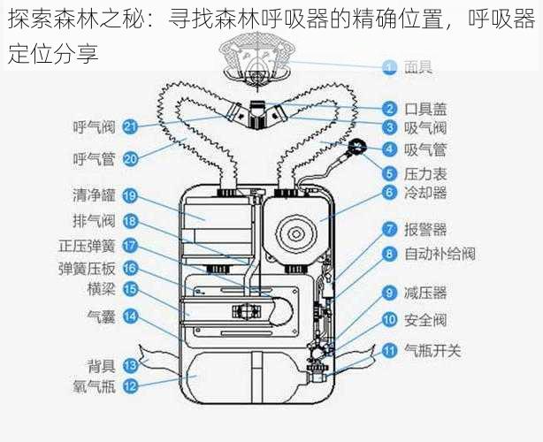 探索森林之秘：寻找森林呼吸器的精确位置，呼吸器定位分享